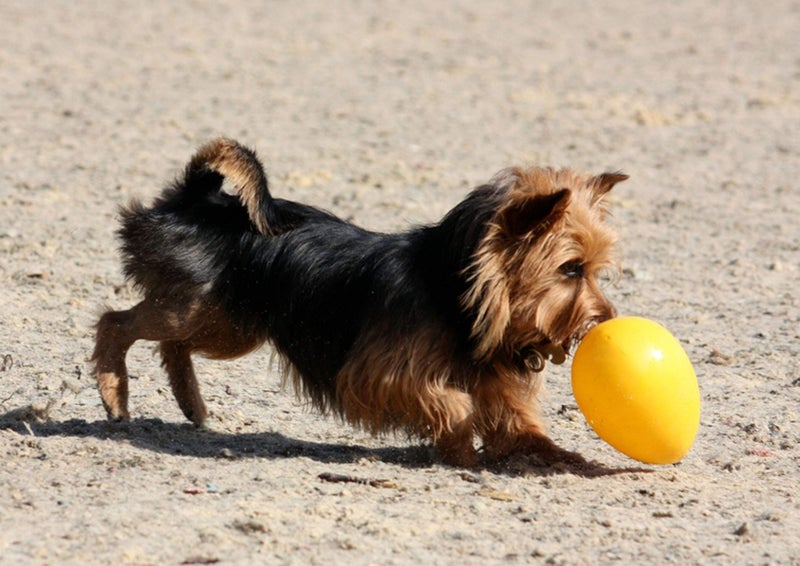 Jolly Pets Jolly Egg Dog Toy, 8 Inches/Medium, Yellow - Image 2